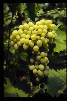 Variété de raisin blanc apyrene, XE 7